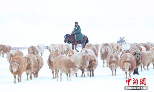 新疆牧民冒雪转场 百万羊群与风雪相映如画